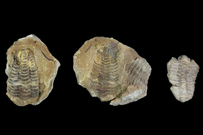 Two Fossil Calymene Trilobites in Nodule - Morocco #100025